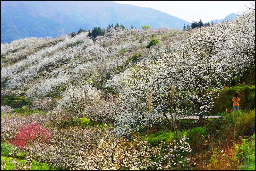 【春天,广西桂林灌阳县向您发出邀请!】我们在灌阳看梨花 - 游山玩水 - 信阳生活社区 - 信阳28生活网 xy.28life.com