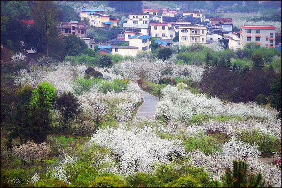 【春天,广西桂林灌阳县向您发出邀请!】我们在灌阳看梨花 - 游山玩水 - 信阳生活社区 - 信阳28生活网 xy.28life.com