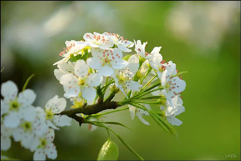 【春天,广西桂林灌阳县向您发出邀请!】我们在灌阳看梨花 - 游山玩水 - 信阳生活社区 - 信阳28生活网 xy.28life.com