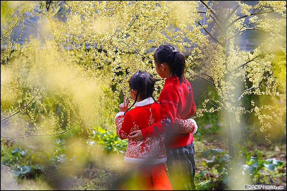 【春天,广西桂林灌阳县向您发出邀请!】米珠山前有片山苍子花在飘香 - 游山玩水 - 信阳生活社区 - 信阳28生活网 xy.28life.com