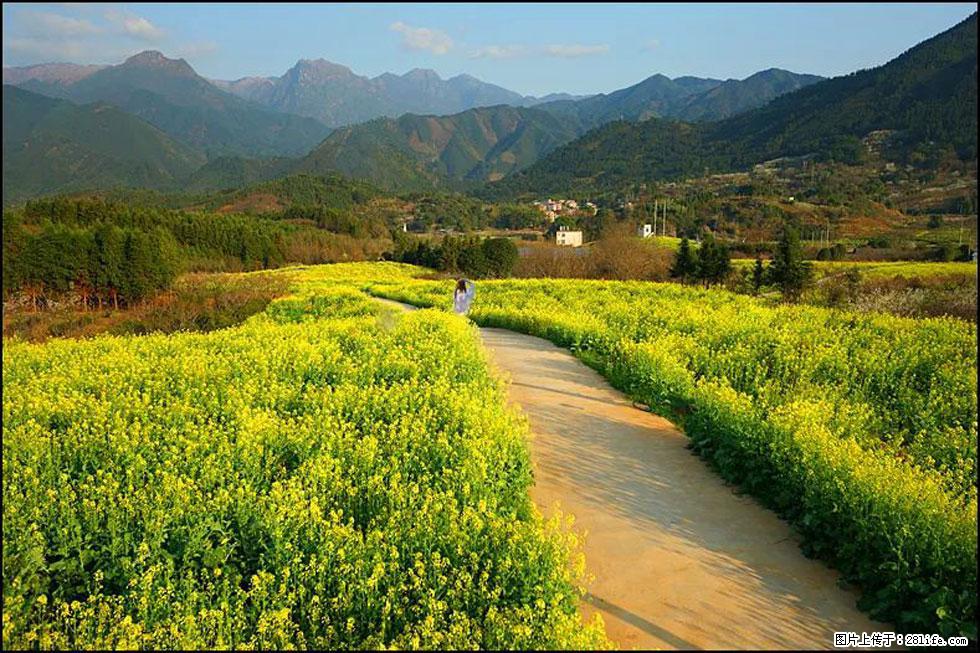 【春天,广西桂林灌阳县向您发出邀请!】长坪村油菜盛情花开 - 游山玩水 - 信阳生活社区 - 信阳28生活网 xy.28life.com