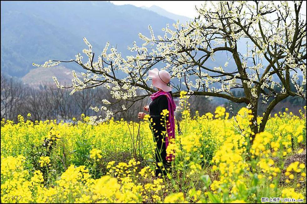 【春天,广西桂林灌阳县向您发出邀请!】长坪村油菜盛情花开 - 游山玩水 - 信阳生活社区 - 信阳28生活网 xy.28life.com
