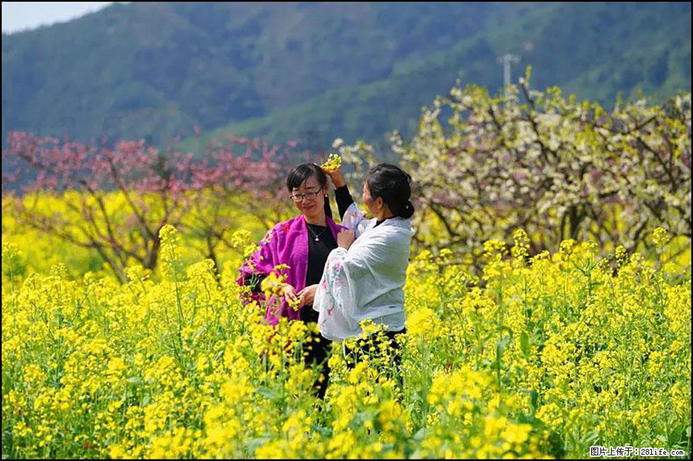 【春天,广西桂林灌阳县向您发出邀请!】长坪村油菜盛情花开 - 游山玩水 - 信阳生活社区 - 信阳28生活网 xy.28life.com
