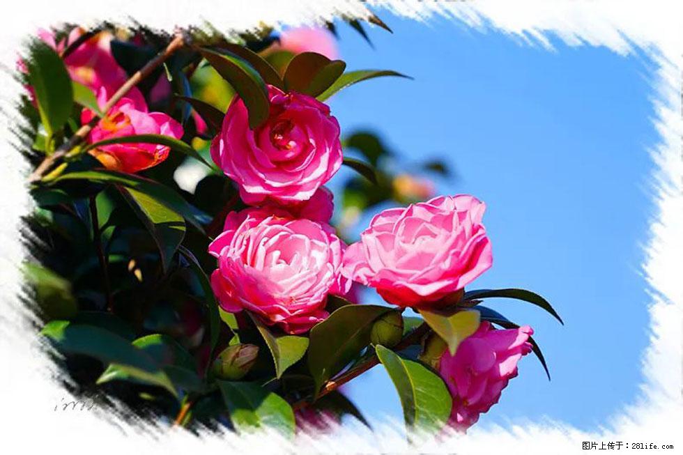 【春天,广西桂林灌阳县向您发出邀请!】杨柳井茶花惹人爱 - 游山玩水 - 信阳生活社区 - 信阳28生活网 xy.28life.com
