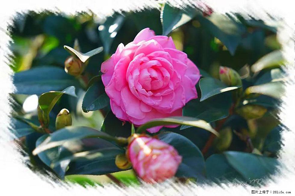【春天,广西桂林灌阳县向您发出邀请!】杨柳井茶花惹人爱 - 游山玩水 - 信阳生活社区 - 信阳28生活网 xy.28life.com