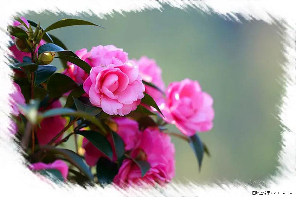 【春天,广西桂林灌阳县向您发出邀请!】杨柳井茶花惹人爱 - 游山玩水 - 信阳生活社区 - 信阳28生活网 xy.28life.com