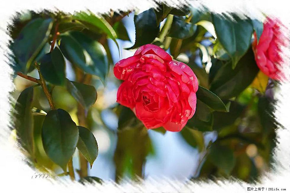 【春天,广西桂林灌阳县向您发出邀请!】杨柳井茶花惹人爱 - 游山玩水 - 信阳生活社区 - 信阳28生活网 xy.28life.com