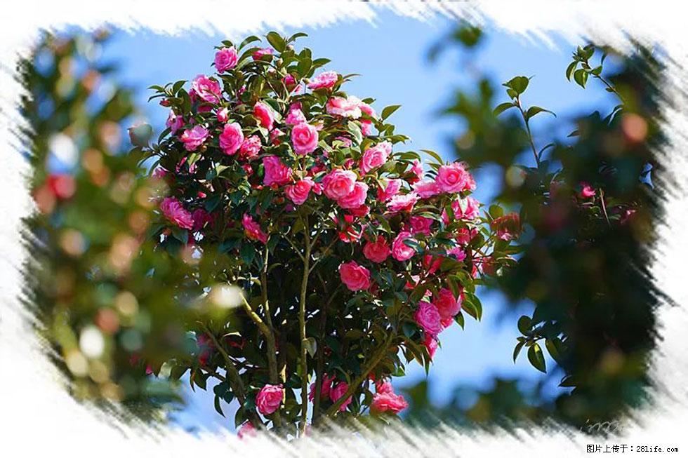 【春天,广西桂林灌阳县向您发出邀请!】杨柳井茶花惹人爱 - 游山玩水 - 信阳生活社区 - 信阳28生活网 xy.28life.com