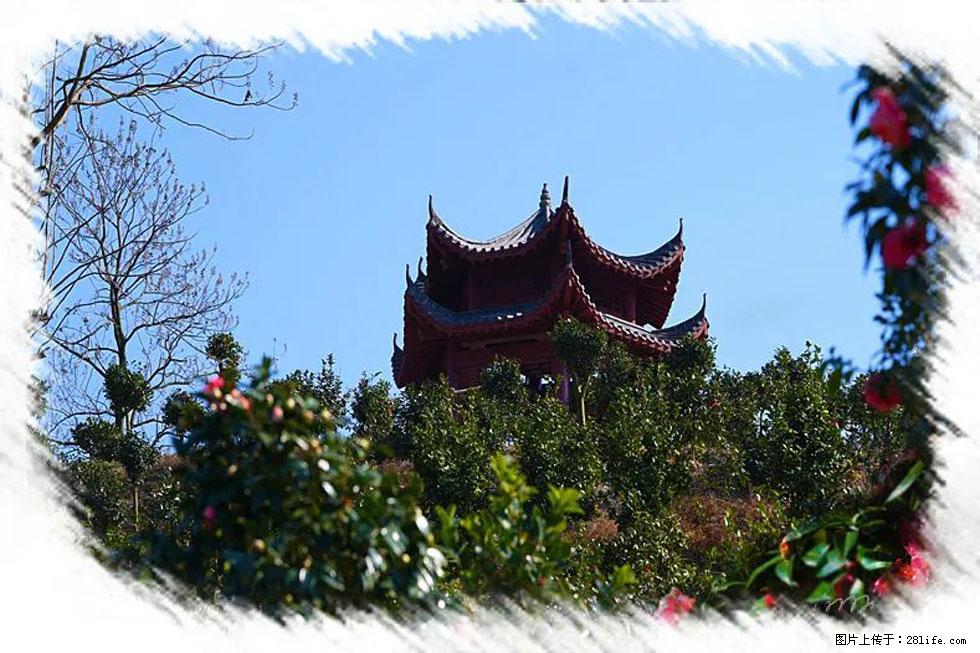 【春天,广西桂林灌阳县向您发出邀请!】杨柳井茶花惹人爱 - 游山玩水 - 信阳生活社区 - 信阳28生活网 xy.28life.com