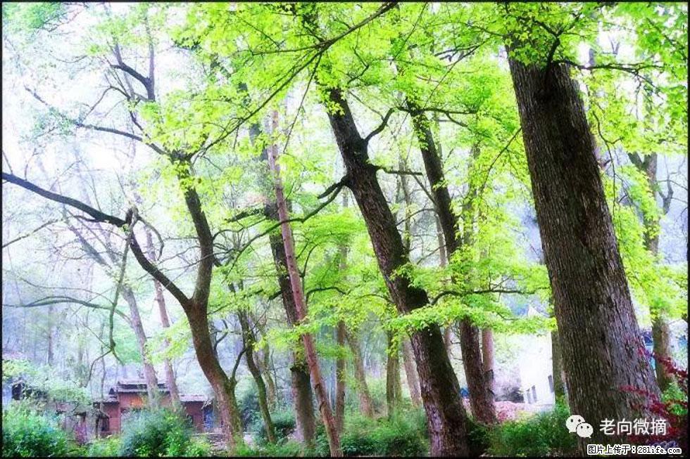 【春天,广西桂林灌阳县向您发出邀请!】在小龙村与春天约会 - 游山玩水 - 信阳生活社区 - 信阳28生活网 xy.28life.com