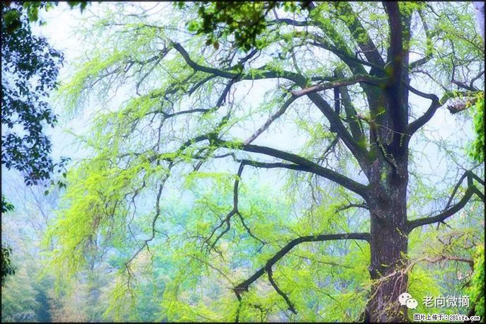 【春天,广西桂林灌阳县向您发出邀请!】在小龙村与春天约会 - 游山玩水 - 信阳生活社区 - 信阳28生活网 xy.28life.com