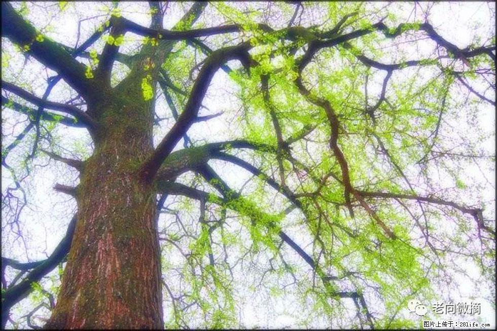 【春天,广西桂林灌阳县向您发出邀请!】在小龙村与春天约会 - 游山玩水 - 信阳生活社区 - 信阳28生活网 xy.28life.com