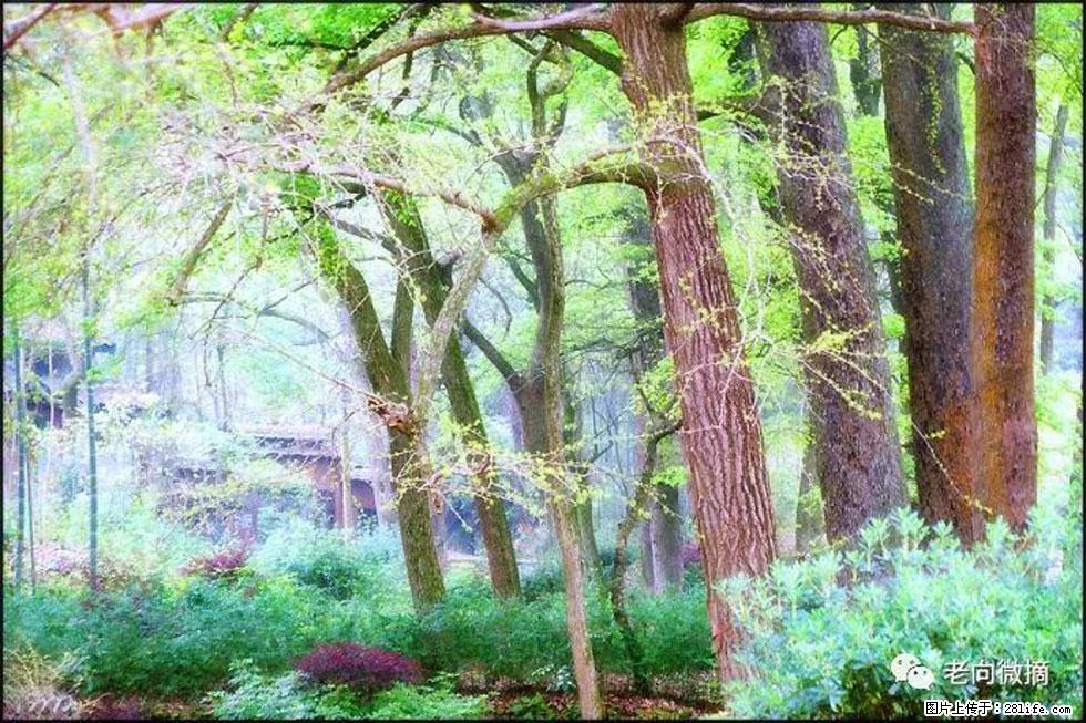 【春天,广西桂林灌阳县向您发出邀请!】在小龙村与春天约会 - 游山玩水 - 信阳生活社区 - 信阳28生活网 xy.28life.com