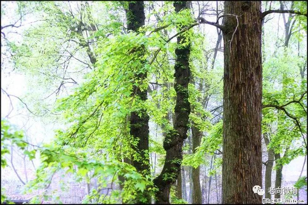 【春天,广西桂林灌阳县向您发出邀请!】在小龙村与春天约会 - 游山玩水 - 信阳生活社区 - 信阳28生活网 xy.28life.com