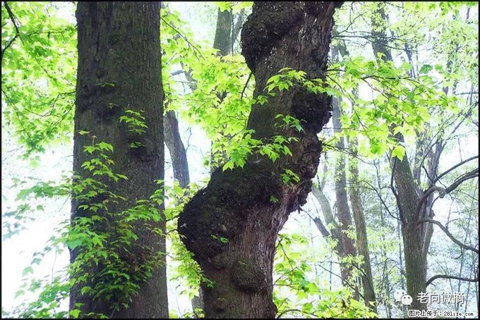 【春天,广西桂林灌阳县向您发出邀请!】在小龙村与春天约会 - 游山玩水 - 信阳生活社区 - 信阳28生活网 xy.28life.com