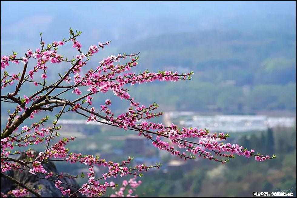 【春天,广西桂林灌阳县向您发出邀请!】望月岭上桃花开 - 游山玩水 - 信阳生活社区 - 信阳28生活网 xy.28life.com
