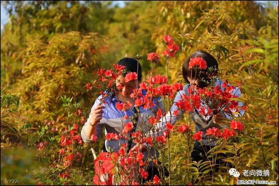 【春天,广西桂林灌阳县向您发出邀请!】登麒麟山,相约映山红 - 游山玩水 - 信阳生活社区 - 信阳28生活网 xy.28life.com