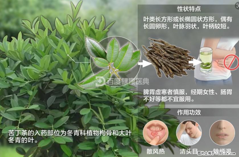 苦丁茶有哪些功效和作用 - 生活百科 - 信阳生活社区 - 信阳28生活网 xy.28life.com