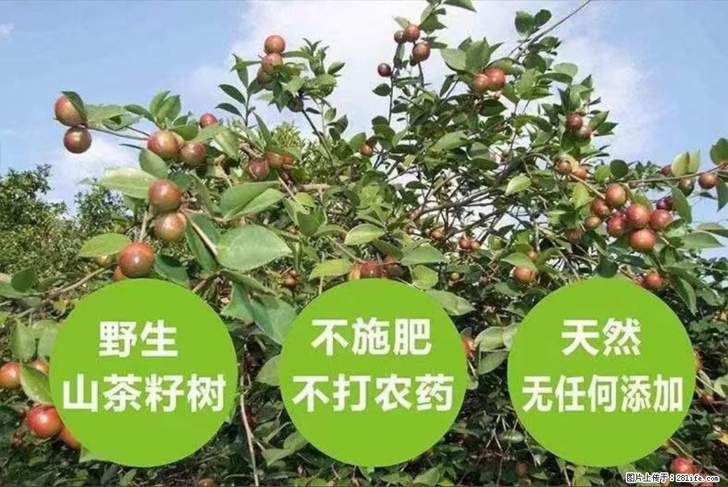 【灌阳县油茶产业示范区】一个有着充实的精神生活的人,对待身外之物自会有一种淡泊的态度 - 土特产 - 饮食特产 - 信阳分类信息 - 信阳28生活网 xy.28life.com
