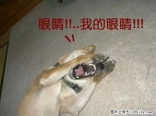 笑癫了!一女的怀孕三年未生,他终于忍不住了... - 娱乐八卦 - 信阳生活社区 - 信阳28生活网 xy.28life.com