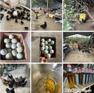 油茶园从小鸡仔开始养起的纯土鸡、土鸡蛋可以预定啦!还有前几天刚榨的纯山茶油哦 - 信阳28生活网 xy.28life.com