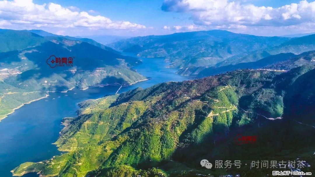 时间果百年古树龙珠普洱生茶 - 购物交流 - 信阳生活社区 - 信阳28生活网 xy.28life.com