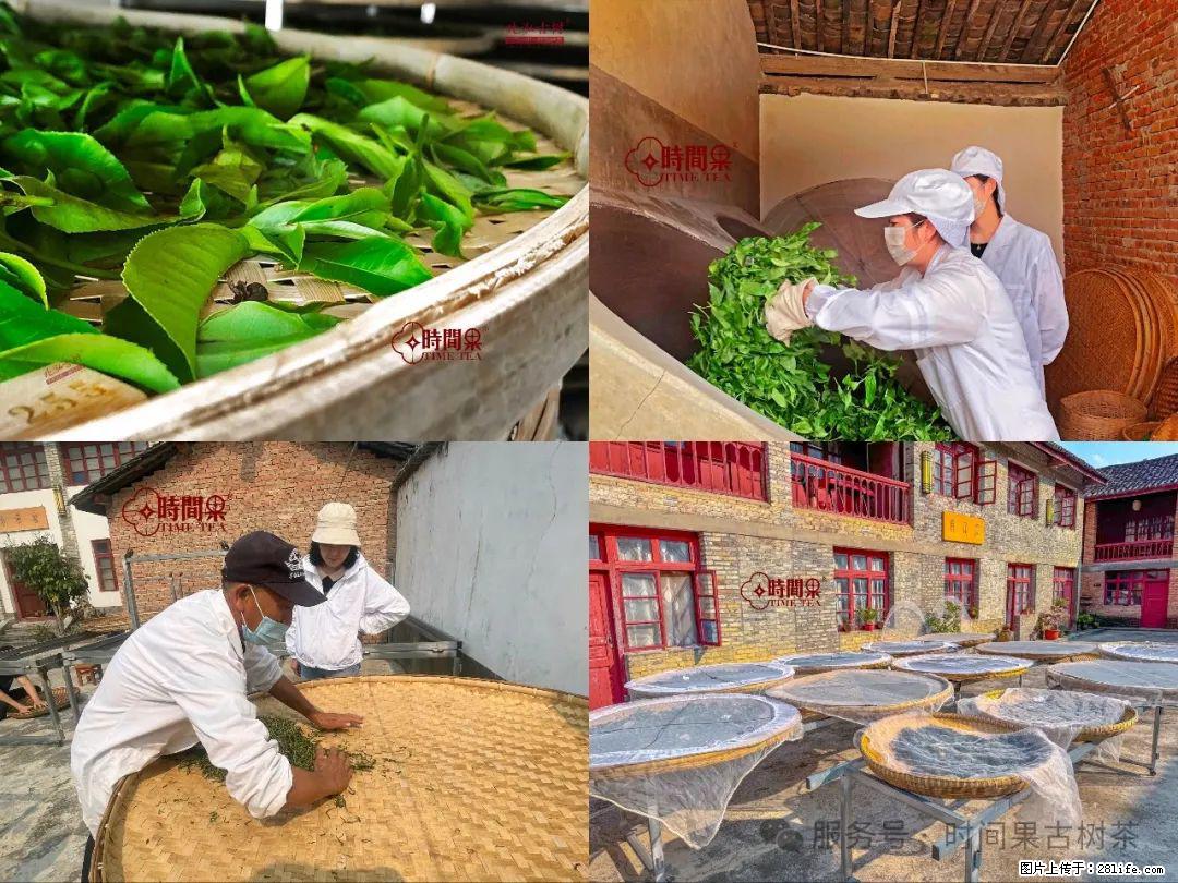 时间果百年古树龙珠普洱生茶 - 购物交流 - 信阳生活社区 - 信阳28生活网 xy.28life.com