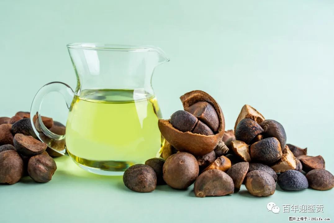 世界没有真相，只有认知，最好的食用油是中国的山茶油！ - 信阳生活资讯 - 信阳28生活网 xy.28life.com