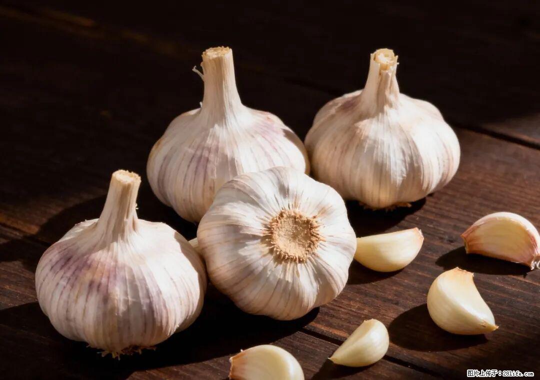 关于大蒜，除了“天然抗生素”，这4个谣言更该警惕! - 信阳生活资讯 - 信阳28生活网 xy.28life.com