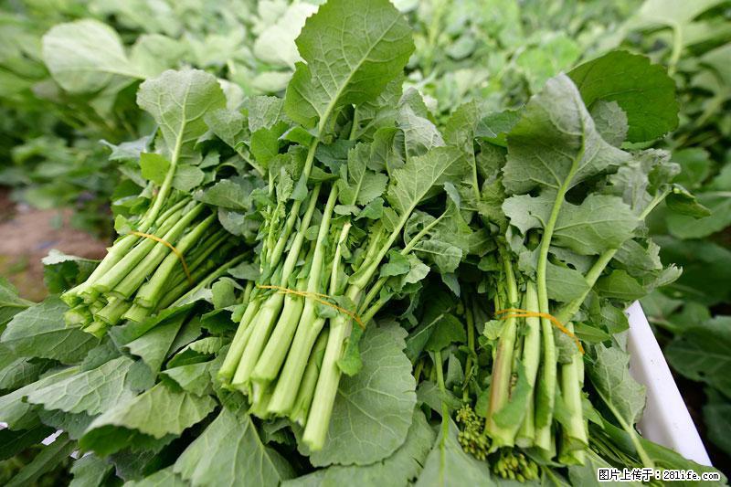 这些蔬菜是“天然钙片”，这6种被医生重点推荐 - 信阳生活资讯 - 信阳28生活网 xy.28life.com